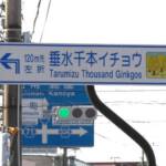 鹿児島垂水市「千本イチョウ」最新情報2021