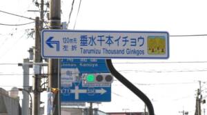鹿児島垂水市「千本イチョウ」最新情報2021