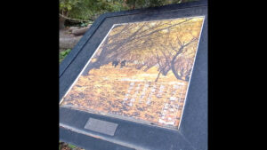 ※NHK番宣しちゃいます 垂水・千本イチョウ