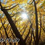 千本イチョウ(鹿児島・垂水市)