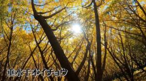 千本イチョウ(鹿児島・垂水市)