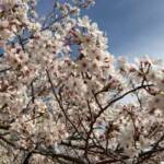 ふくおか自慢の桜 福岡城