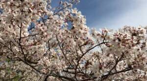 ふくおか自慢の桜 福岡城