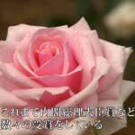 日本一のオープンガーデン