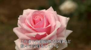 日本一のオープンガーデン