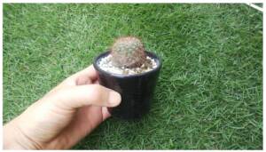 さぼてん「テキトー」植え替え