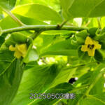 【調査中】柿のナゾを解明したい