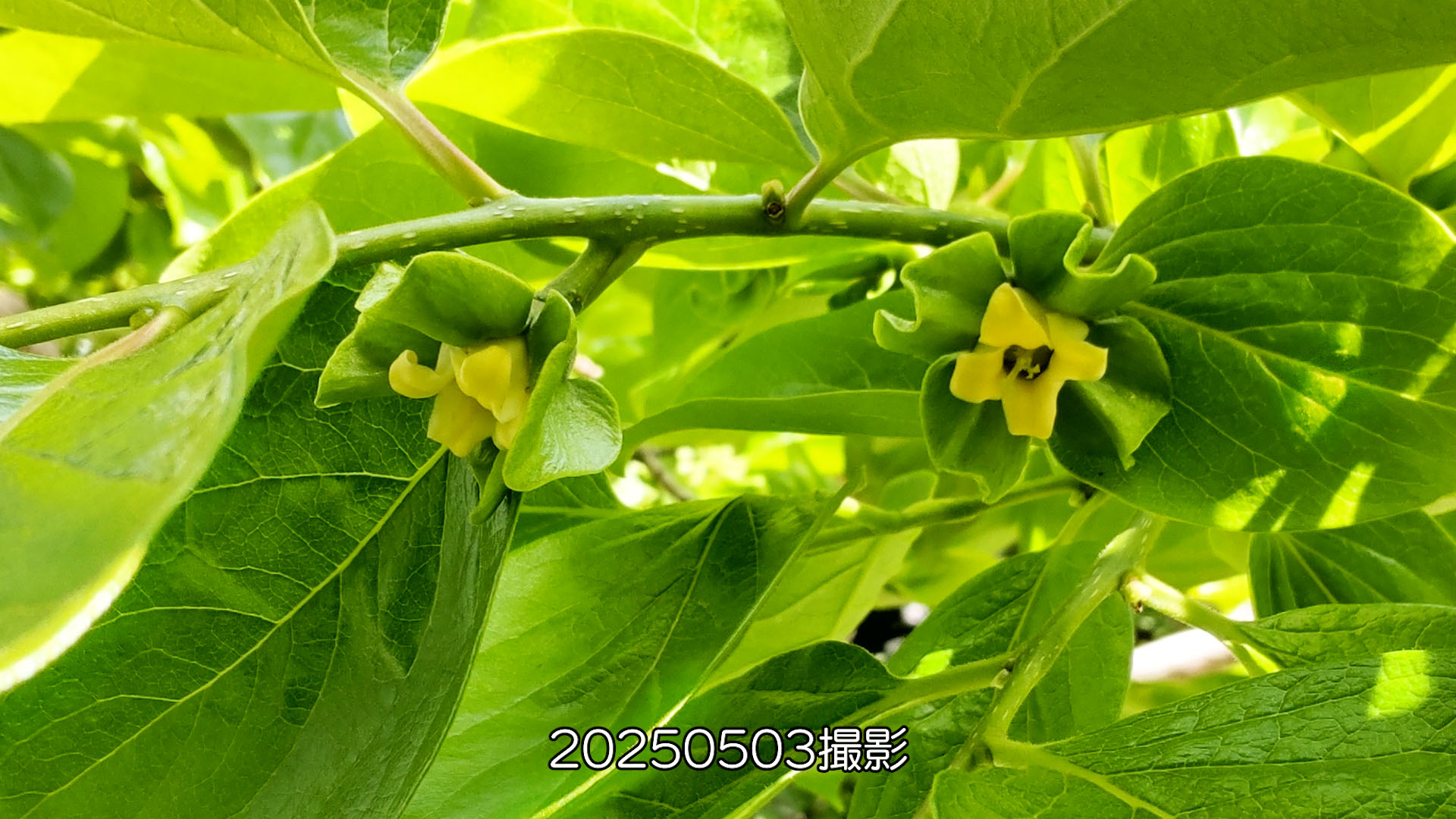 【調査中】柿のナゾを解明したい