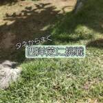 【西洋芝】タネから植える挑戦