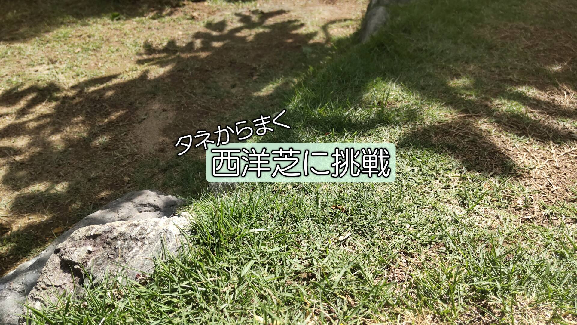 【西洋芝】タネから植える挑戦