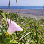 【よくぞ】潮に負けませんね