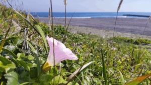 【よくぞ】潮に負けませんね