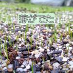 【西洋芝02】芽がでた