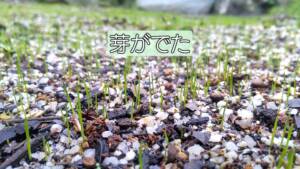 【西洋芝02】芽がでた