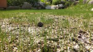 【西洋芝03】追い蒔き