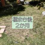 【西洋芝05】種まき2か月