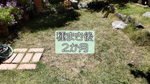 【西洋芝05】種まき2か月