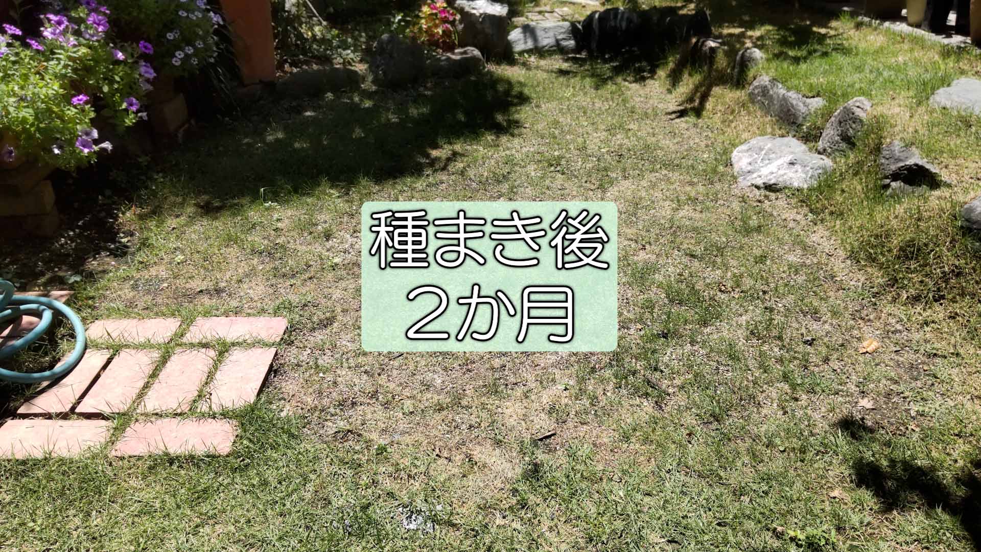 【西洋芝05】種まき2か月