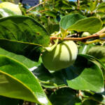 【柿の調査】7月の様子と触っちゃいけない害虫情報も