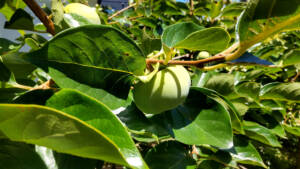 【柿の調査】7月の様子と触っちゃいけない害虫情報も