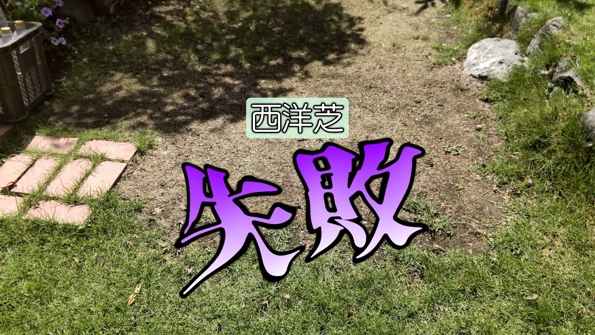 【西洋芝06】種まき3か月　失敗