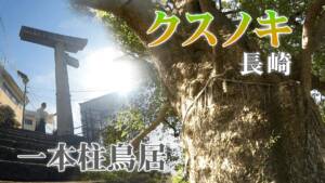 【クスノキ】長崎のあの木と鳥居