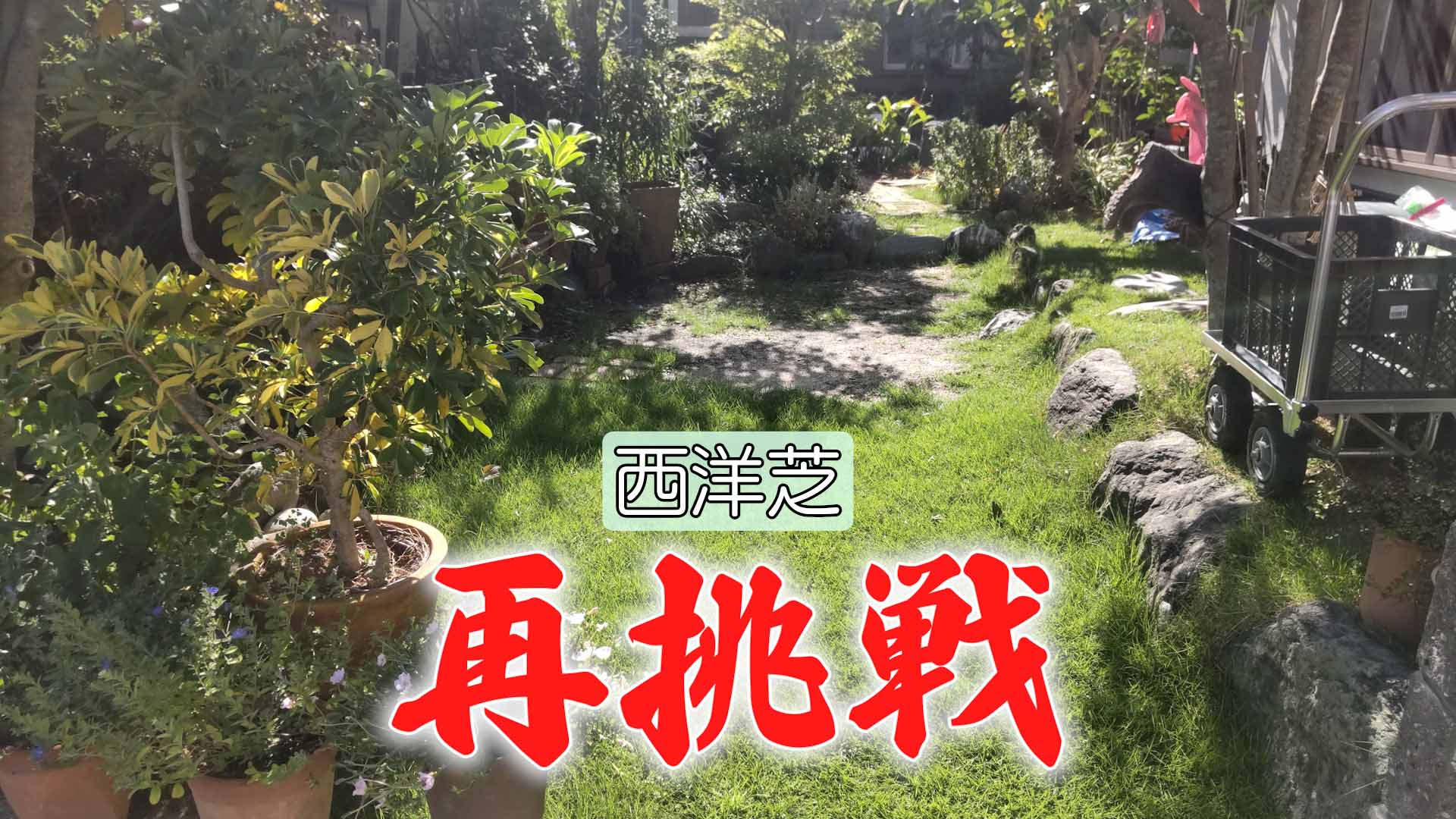 【西洋芝07】再挑戦 ~夏の全滅を乗り越えて~