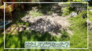 【西洋芝08】再挑戦 種まき後