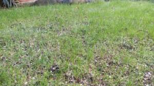 【西洋芝09】いまんとこ順調です