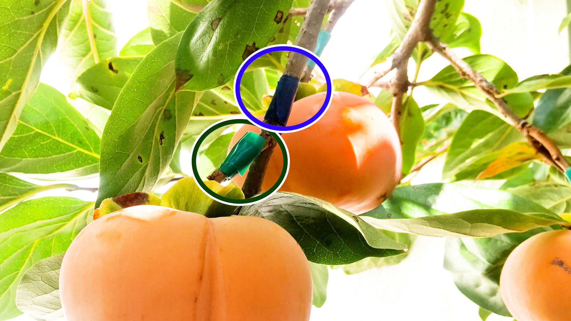 【柿の調査】いよいよ実がなる