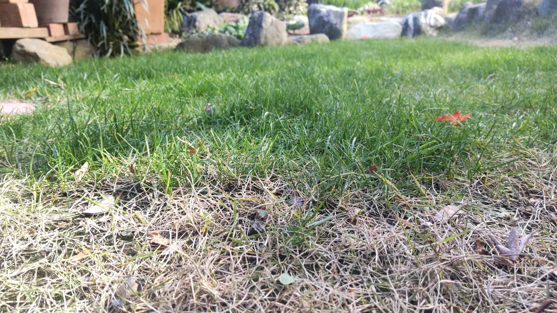 【西洋芝10】寒さ厳しいなか