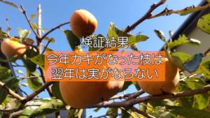 【柿の剪定】あの格言が本当か検証する