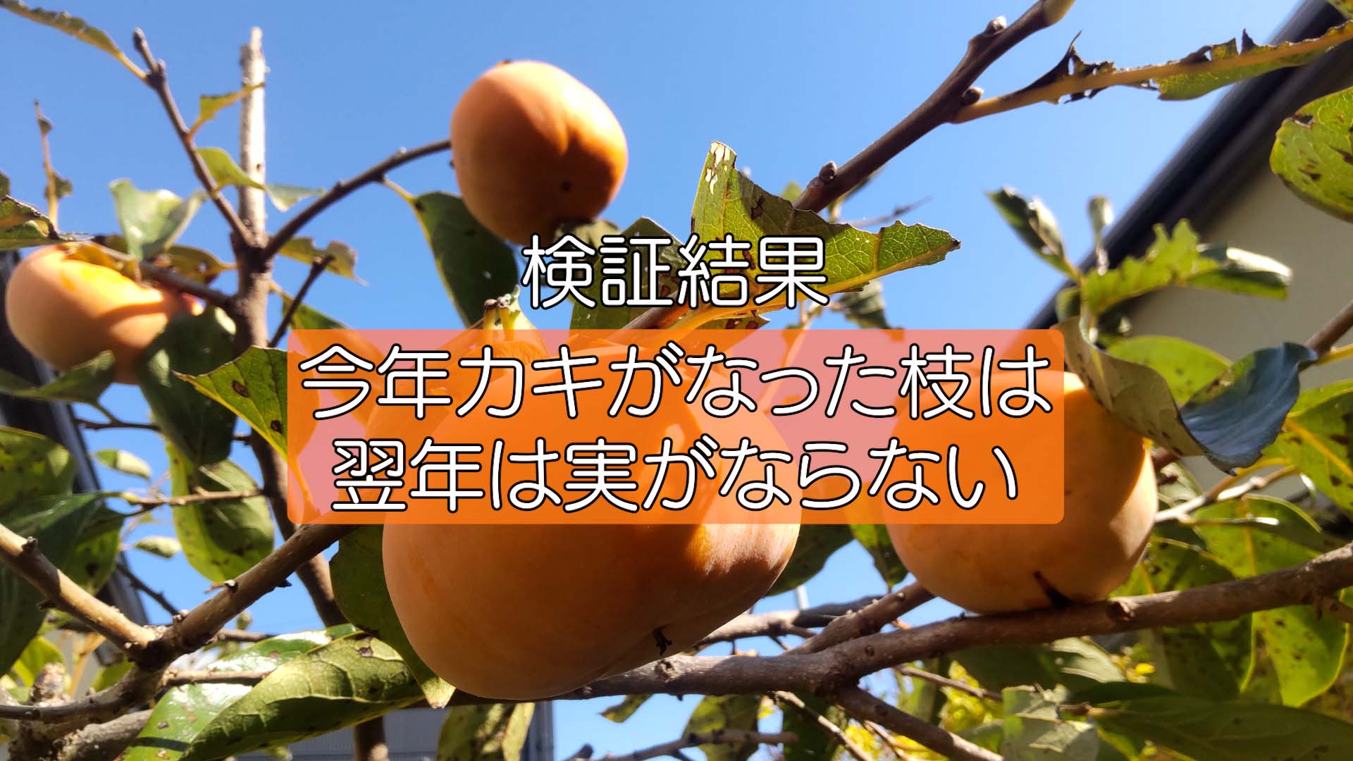 【柿の剪定】あの格言が本当か検証する