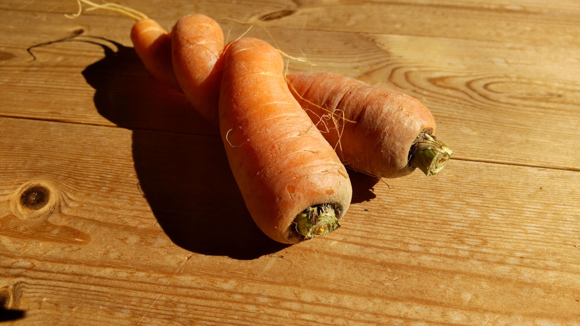 【家庭菜園】変わったニンジン
