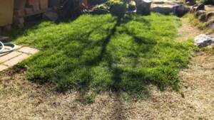 【西洋芝11】タネをまく最適な時期とは