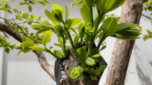 【新芽で証明】カキの剪定は自由でOKな理由