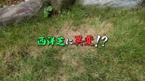 【西洋芝13】異変！？夏を前に枯れ始める！？
